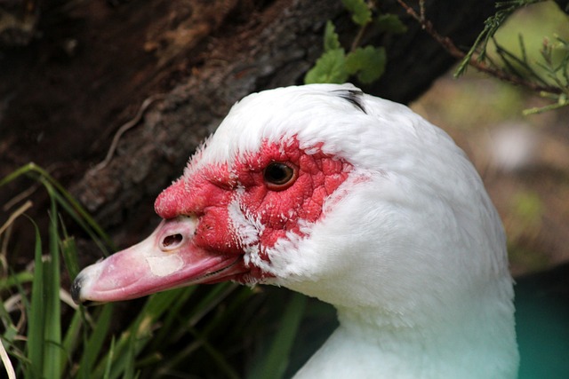 尤其是在攻 尤其是在攻